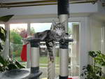 Katze Arwen 9 Monate alt.